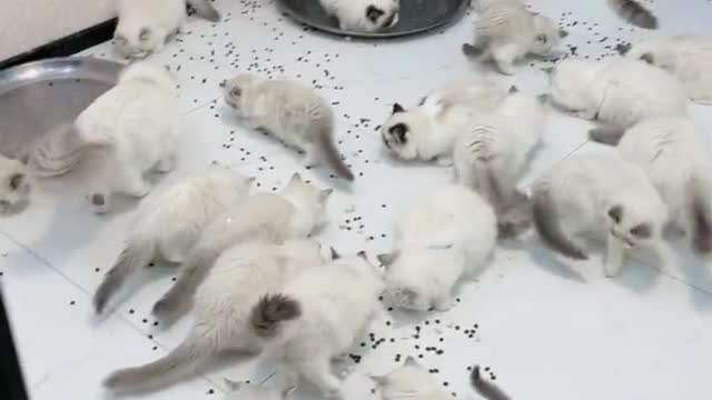Meow meow meow