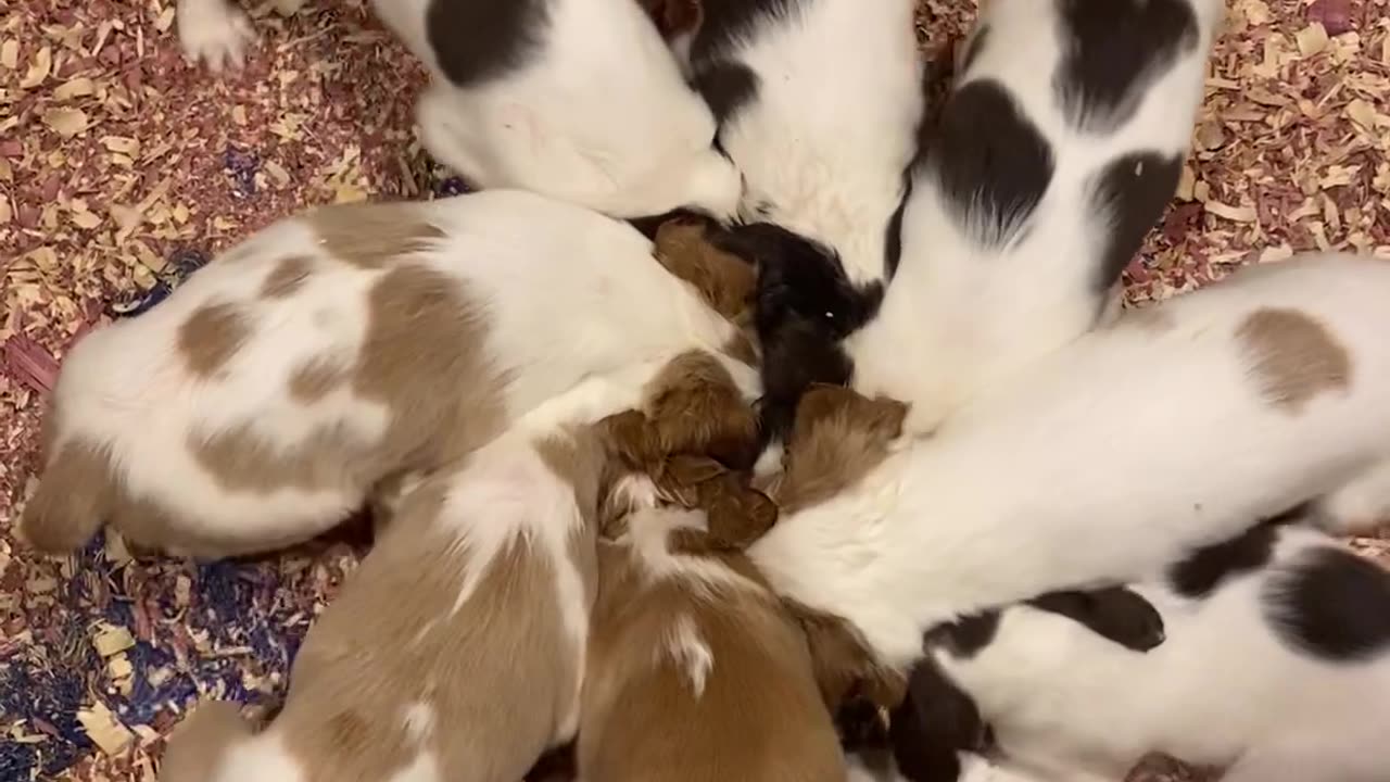 Pinwheel Of Brittany Puppies