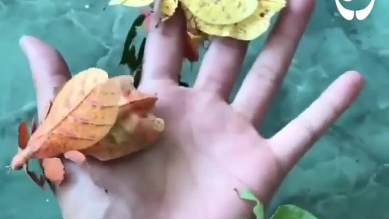 Incredible Leaf Insects, Mysterious Nature #shorts #viral #shortsvideo #video