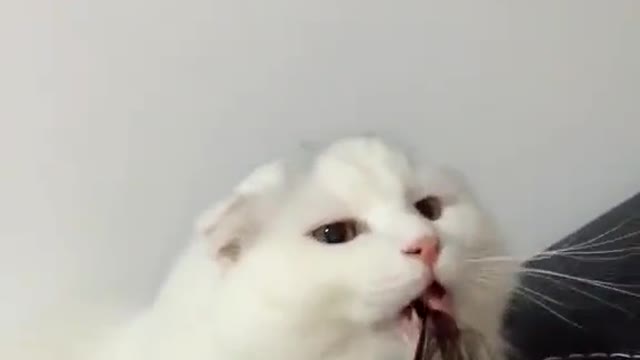 😂😂#cat #catsoftiktok