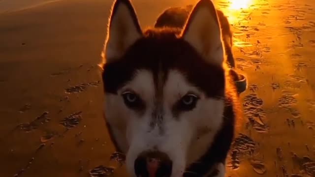 Dogs | dog | doggy | dogslove | doglover | puppy | doggylove | pets | pet | petlover | animals