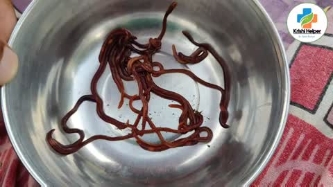 #earthworm #urea #fertilizer side effects in hindi। यूरिहमारे मित्र कीट लाइव देखो।_Cut