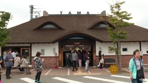 Cats take over Japanese island