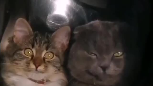 Are two cats siting on under the washing machine,so funny this video