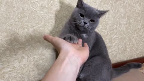 He Cat Always High Fives When You Hold Out Your Hand