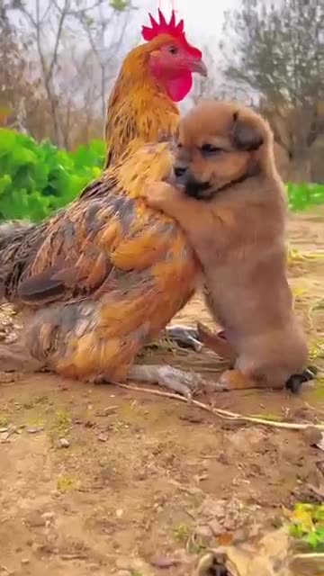Friendship / puppy and chicken . A beautiful moment #191 - #shorts