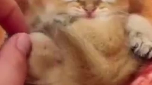 Cute Cat Videos How to train your cat