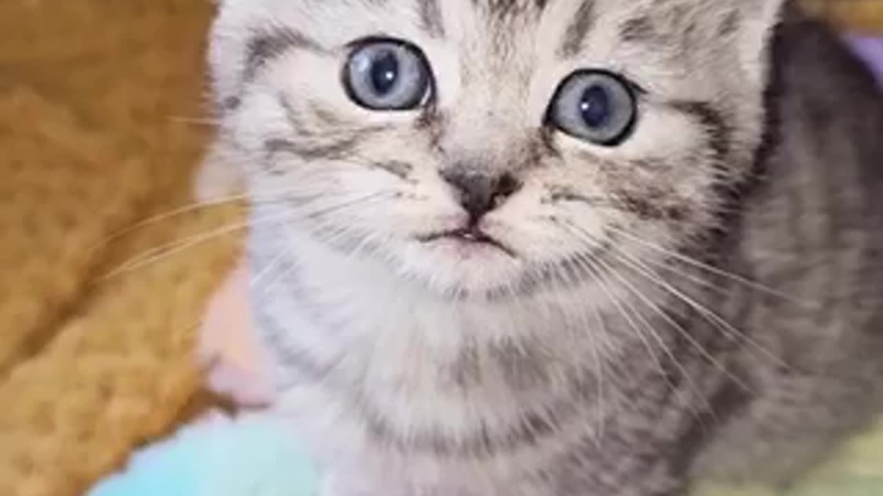 Beautiful cat 🐈 trending video