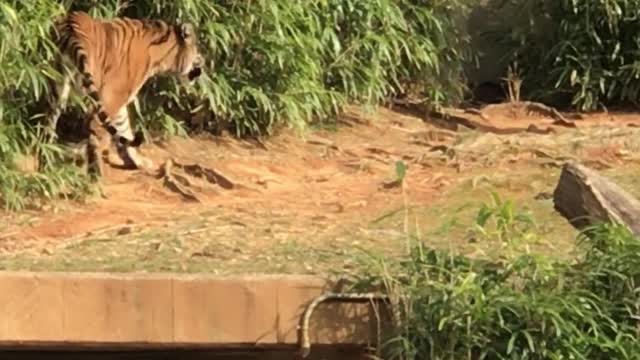 see a jungle tigeer