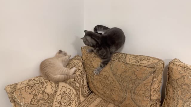 Kitten Bites Cats Tail, He Instantly Regrets It