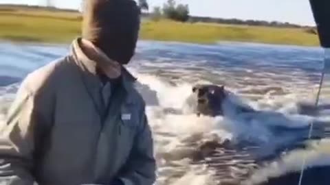 Angry Hippo chases a boat
