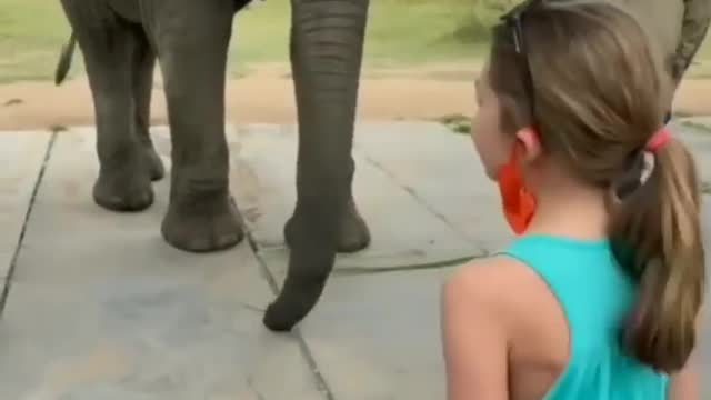 Elephant imitating The girl's dance