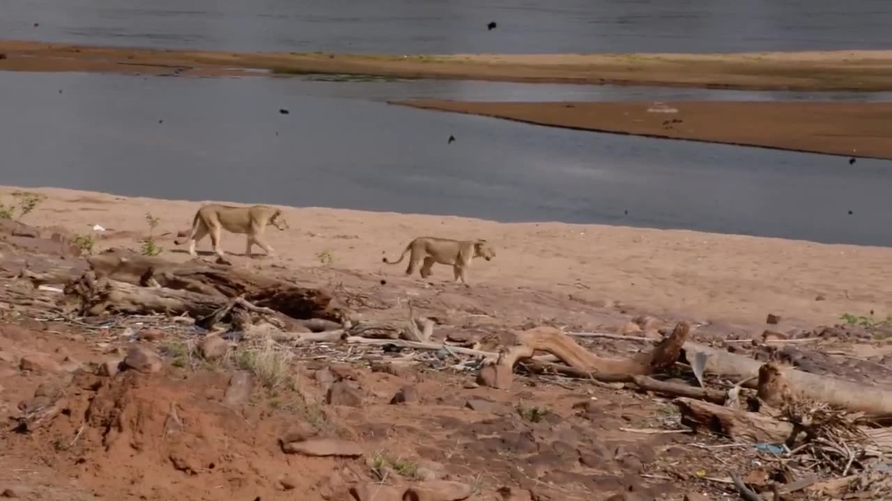 Tigers of Kenya