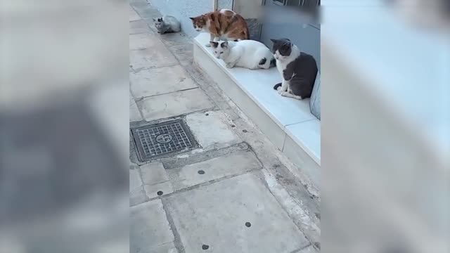 Vídeo de Animais Engraçados - Melhores Vídeos de Gatos😹 e Cachorros🐶 do Mês de 2022-10