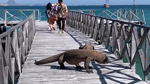 Komodo Dragon ,,