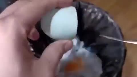 how a chick born from egg