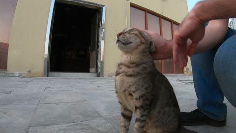 Homeless cat in Ras Al Khaimah, UAE: MICHAEL JACKSON #cat #cats #MichaelJackson #UAE #pets #pet #4u