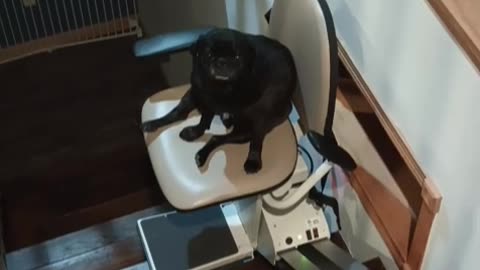 Pug ride