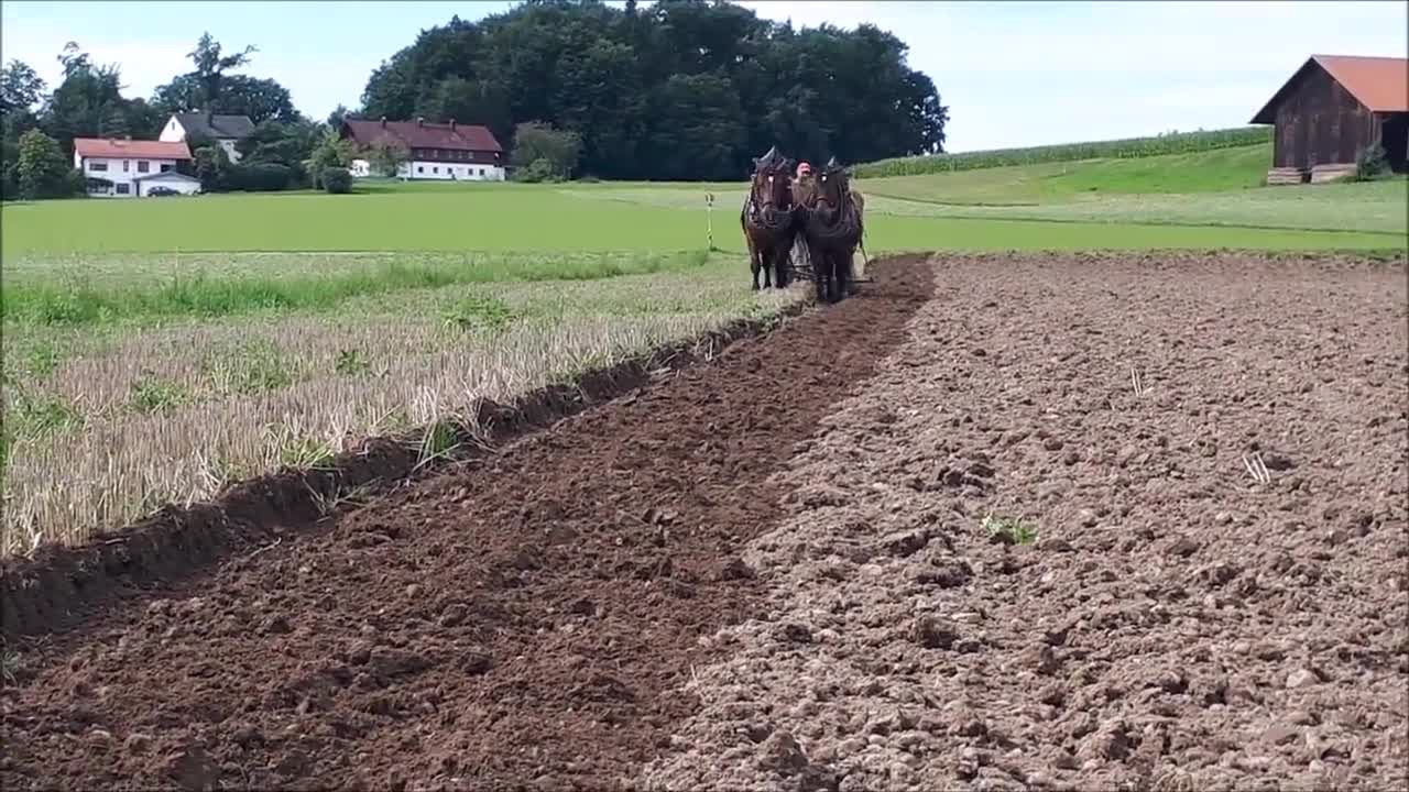 Pferdegespann beim Pflügen Ein Tag im Juli...