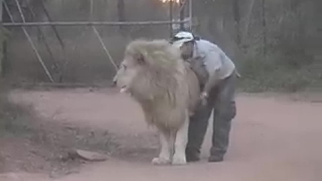 Man Attacks Lion And Tickets His Nuts !