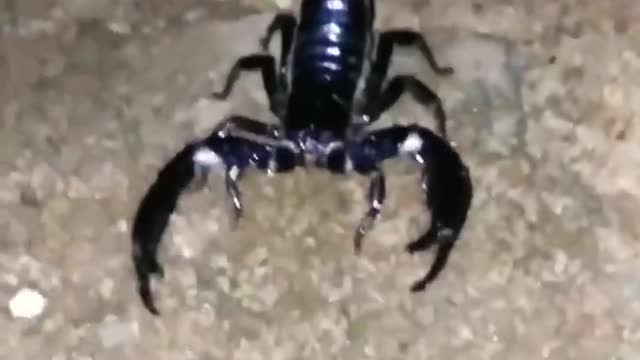 There's a scorpion in the house