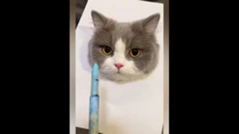 Funny cat videos