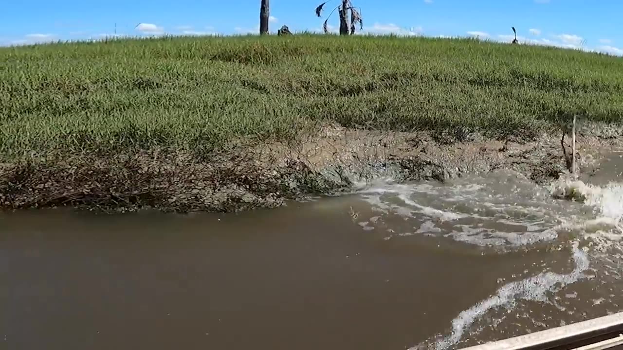 Catching Wild Crocodiles With Hand - Made Bush Spears!