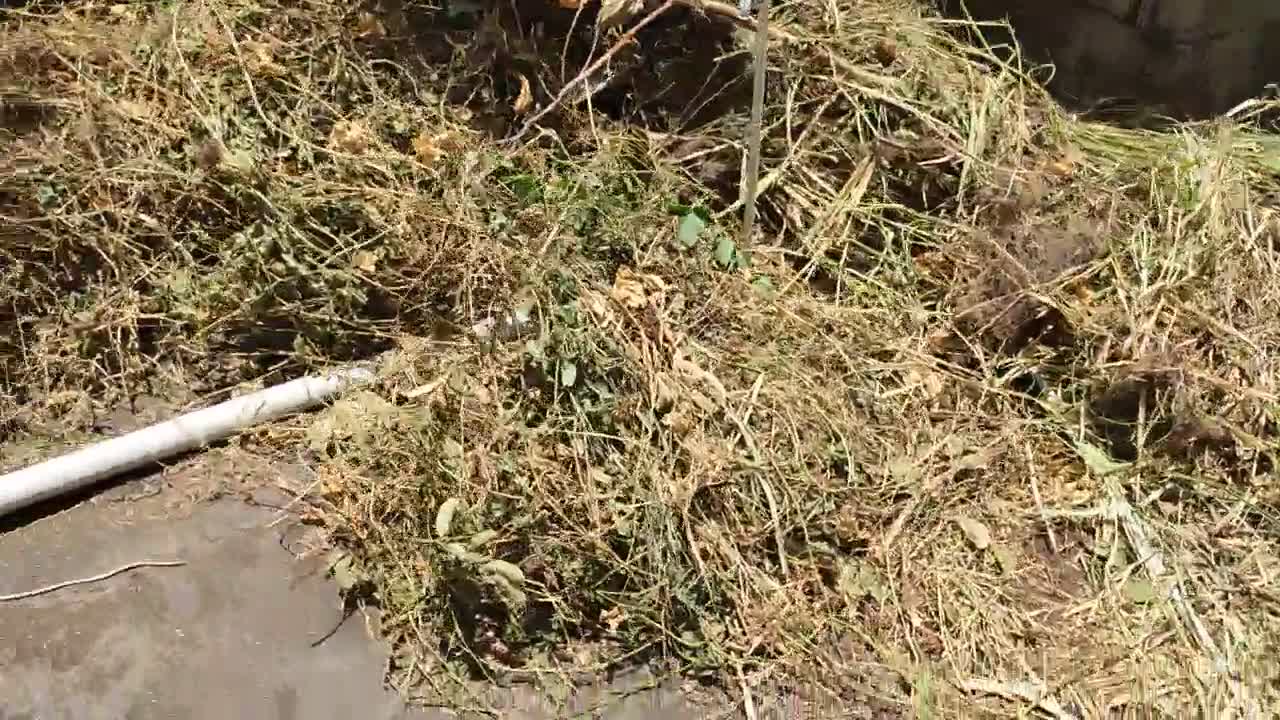 Clearing my garden after years