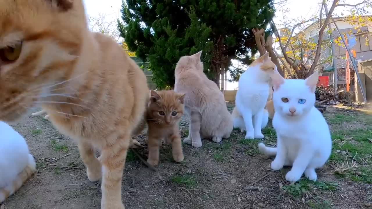 Cat Island in japan EP 3