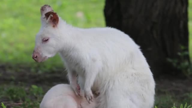 White kangaroos are native to Australia