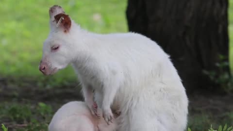 White kangaroos are native to Australia