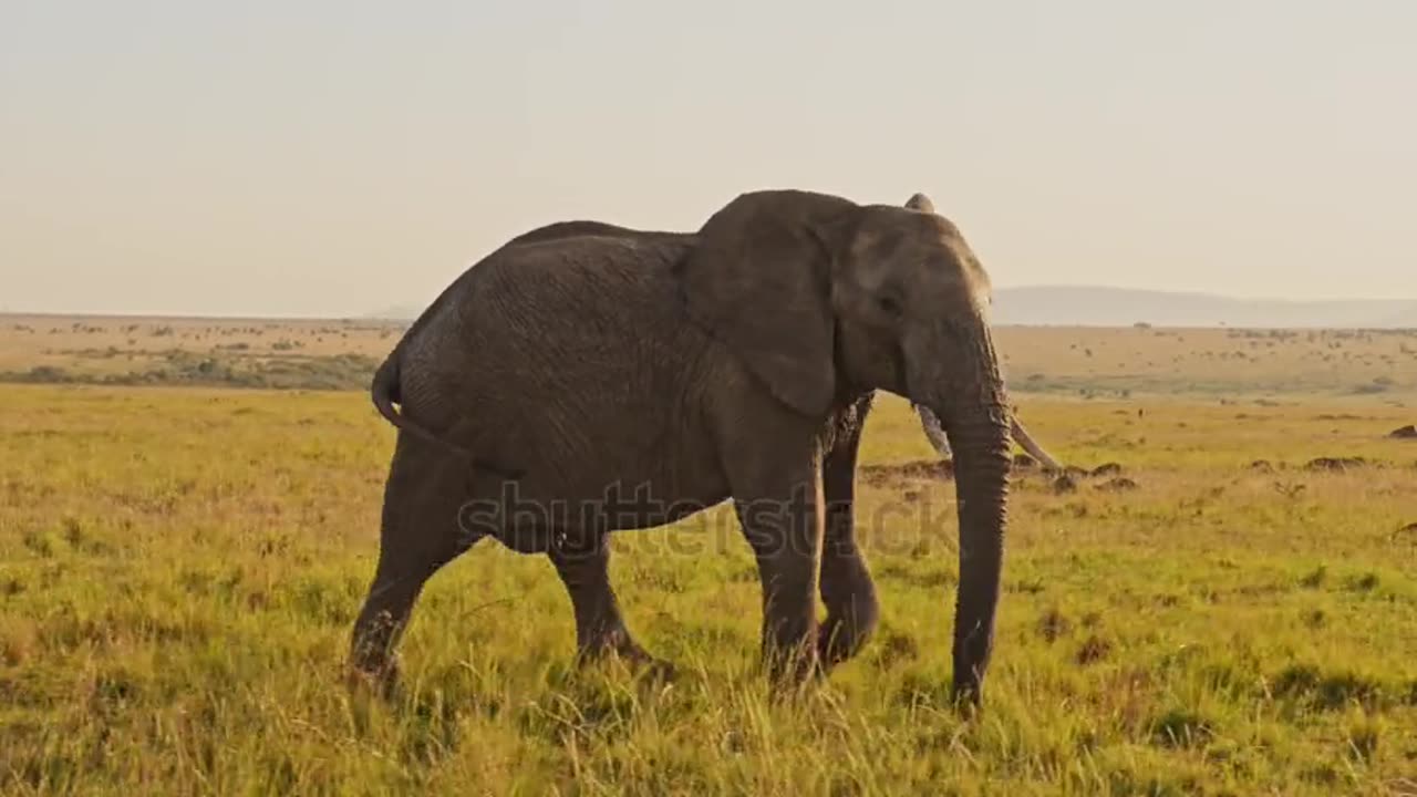 elephant crossing the river 👀