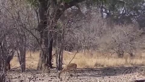 The Eagle Dies While Hunting Octopus In The Ocean