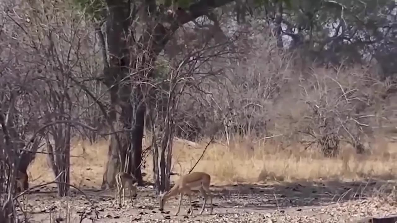 The Eagle Dies While Hunting Octopus In The Ocean