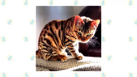 BENGAL VS TOYGER CAT