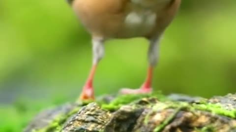 Beautiful Hawfinch. UK about 800 breeding pairs