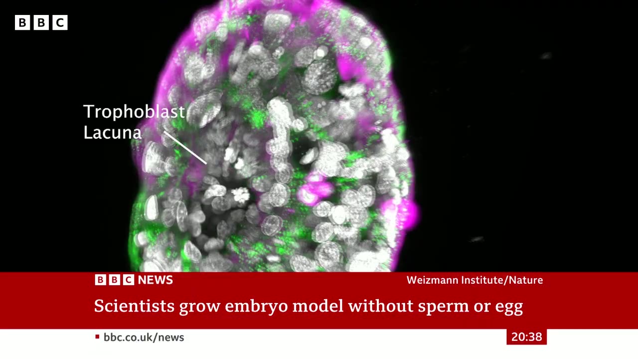 Scientists grow whole model of human embryo, without sperm or egg - BBC News