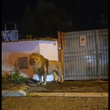 Large lion escaped from circus in Ladispoli Italy 👀🦁