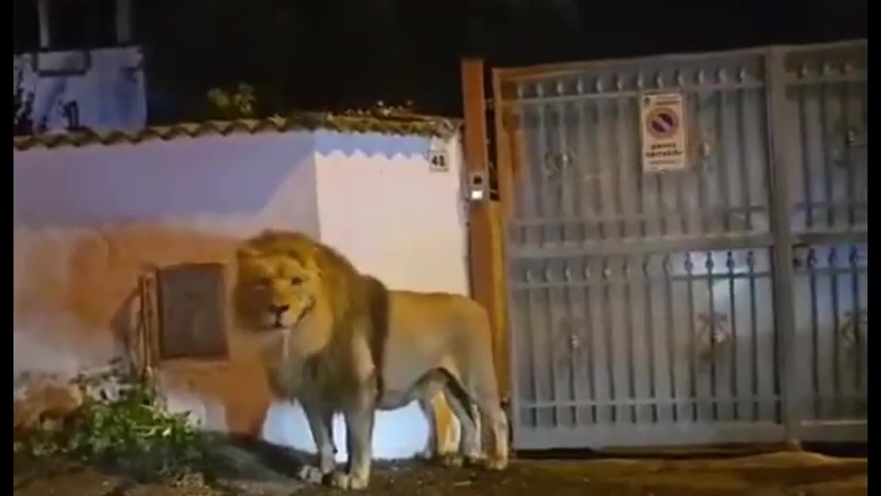 Large lion escaped from circus in Ladispoli Italy 👀🦁