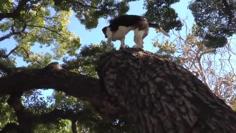 Beagle activates cat mode, climbs tree with ease