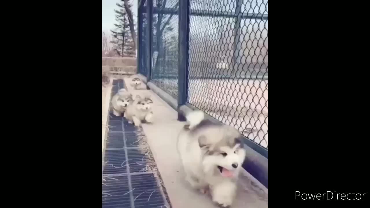 Dog hanging out on the street