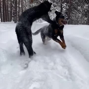 panther and dog are best friends😍🖤