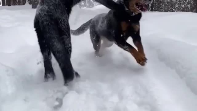 panther and dog are best friends😍🖤