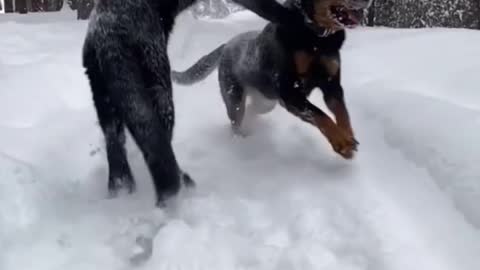 panther and dog are best friends😍🖤