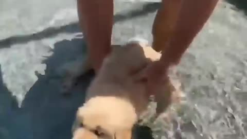 Watch us Fall in Love with our Puppy!