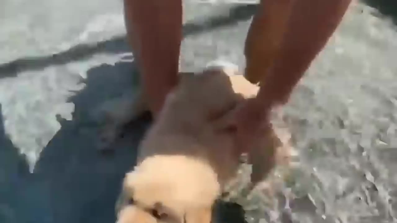 Watch us Fall in Love with our Puppy!