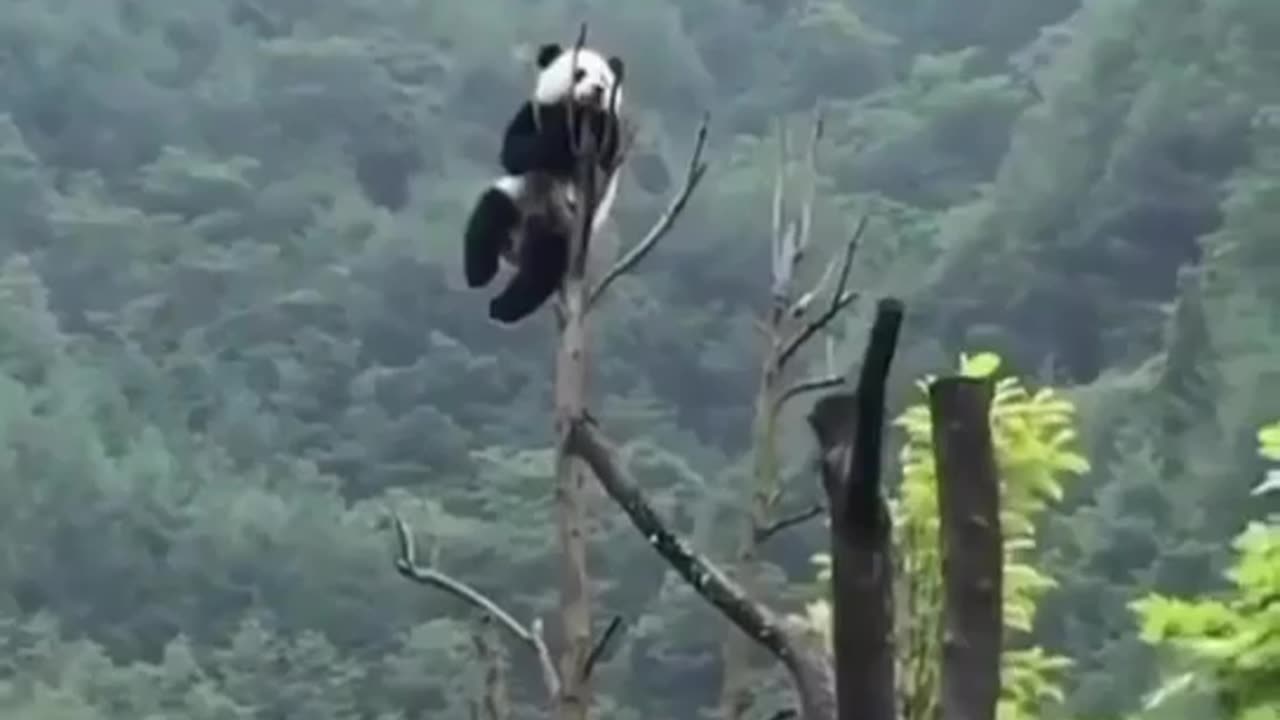 Panda challenge