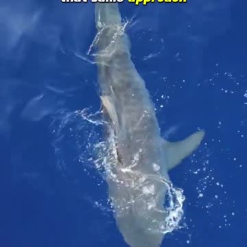 Tiger shark predates on a bird at the surface‼️