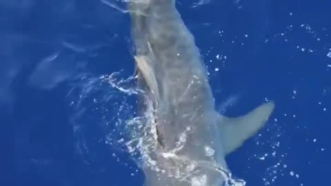 Tiger shark predates on a bird at the surface‼️