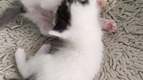 Cat lovers